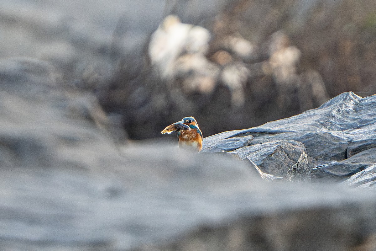 カワセミ（atthis グループ） - ML645105163