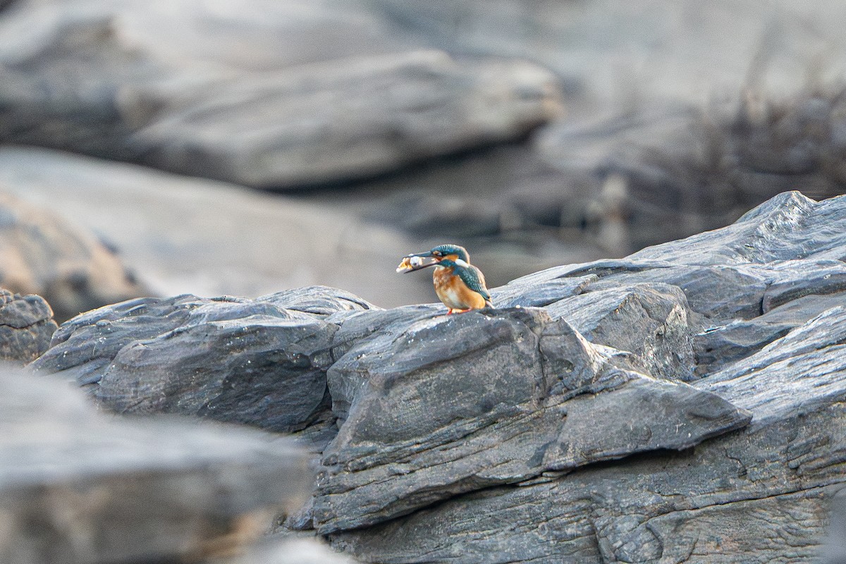 カワセミ（atthis グループ） - ML645105164