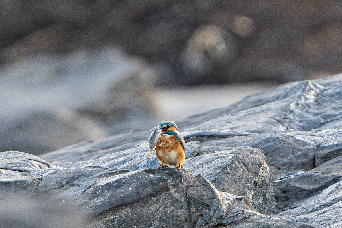 カワセミ（atthis グループ） - ML645105165