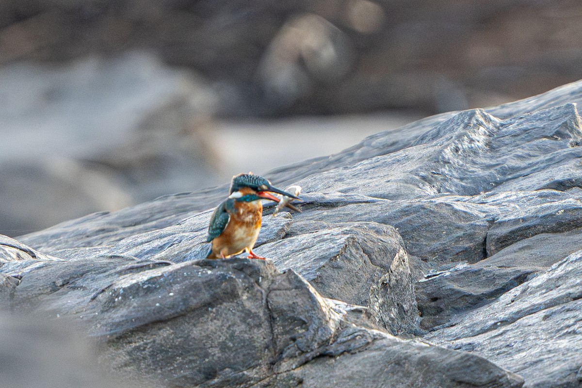 カワセミ（atthis グループ） - ML645105166