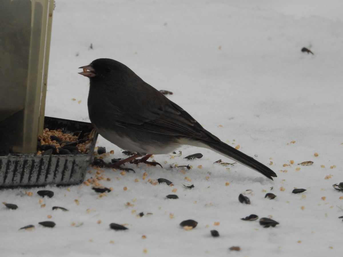 Junco Ojioscuro - ML645105167