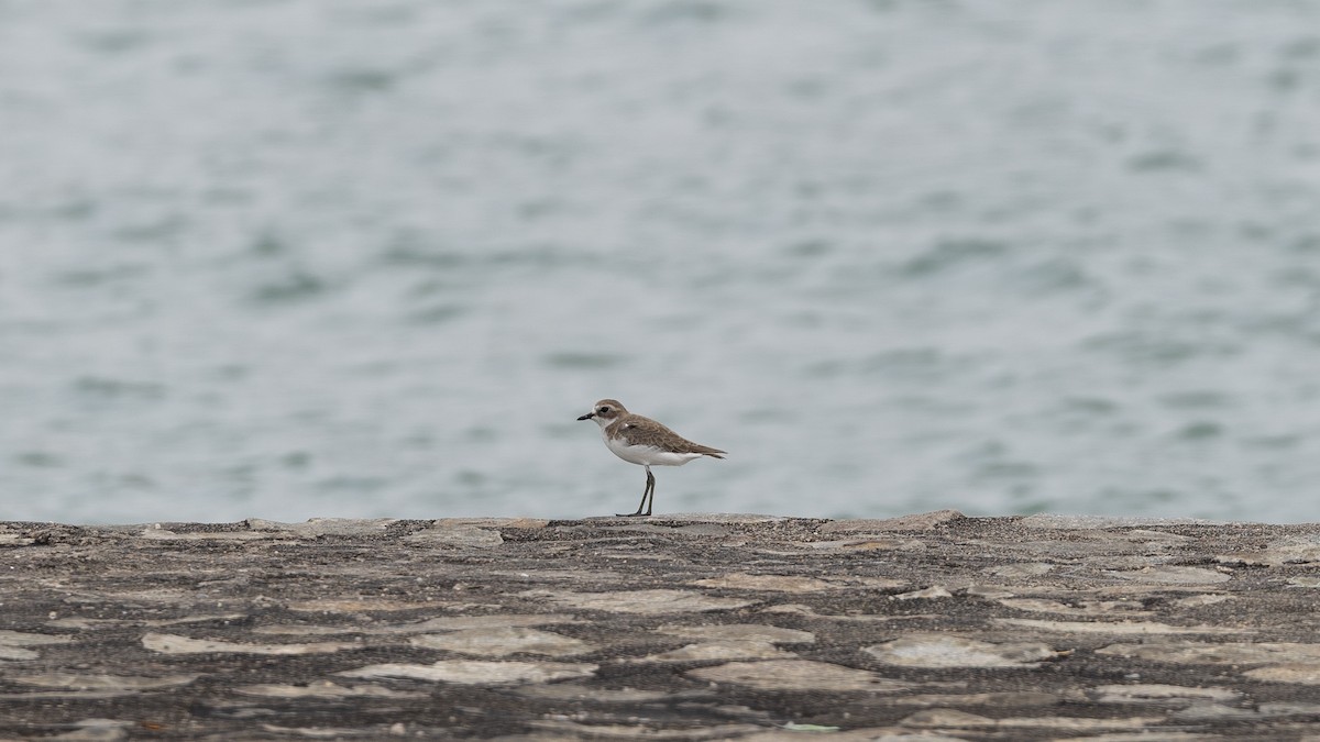 Tibet Cılıbıtı - ML645105168