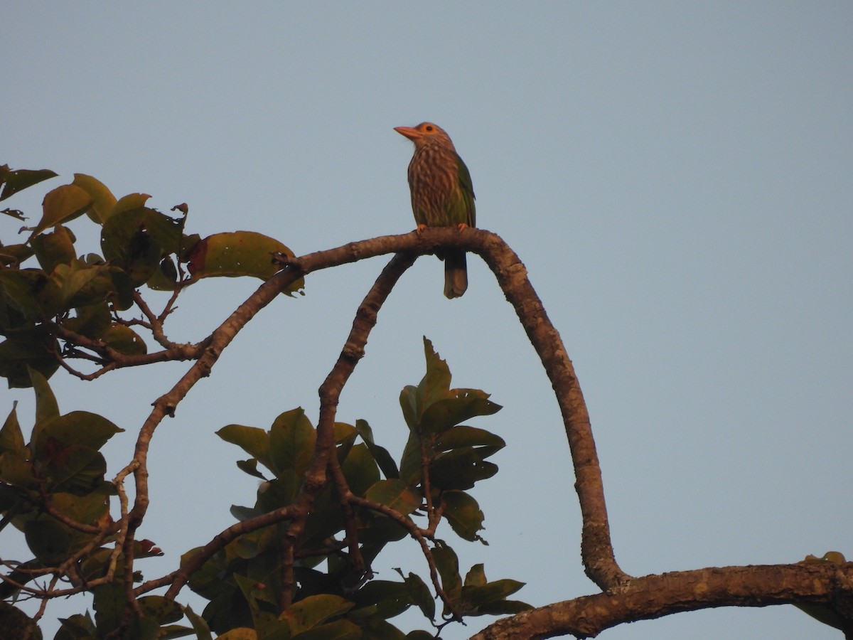 シロボシオオゴシキドリ - ML645105171