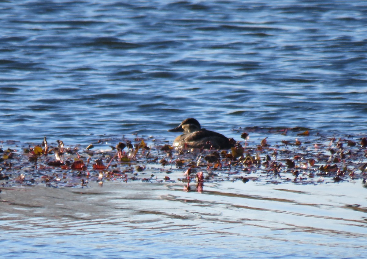 Ruddy Duck - ML645105172