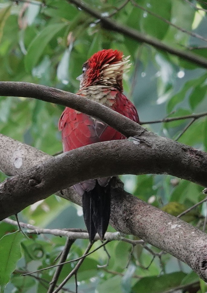 žluna suříková - ML645105174