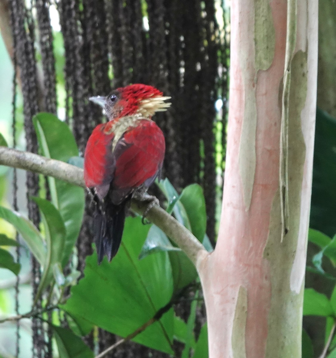 žluna suříková - ML645105175