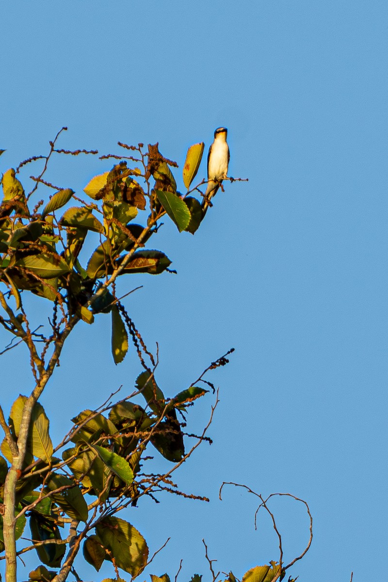 Ashy Minivet - ML645105177