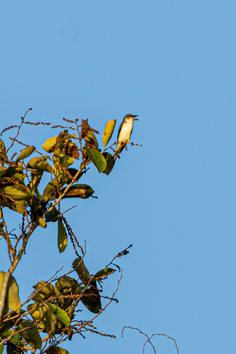 Ashy Minivet - ML645105178