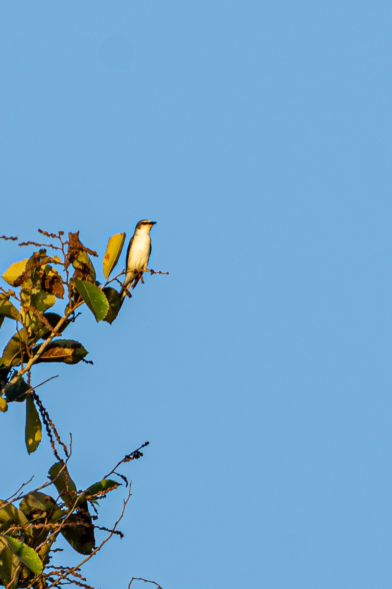 Ashy Minivet - ML645105179