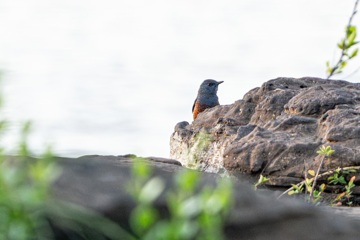 イソヒヨドリ（亜種 イソヒヨドリ） - ML645105195