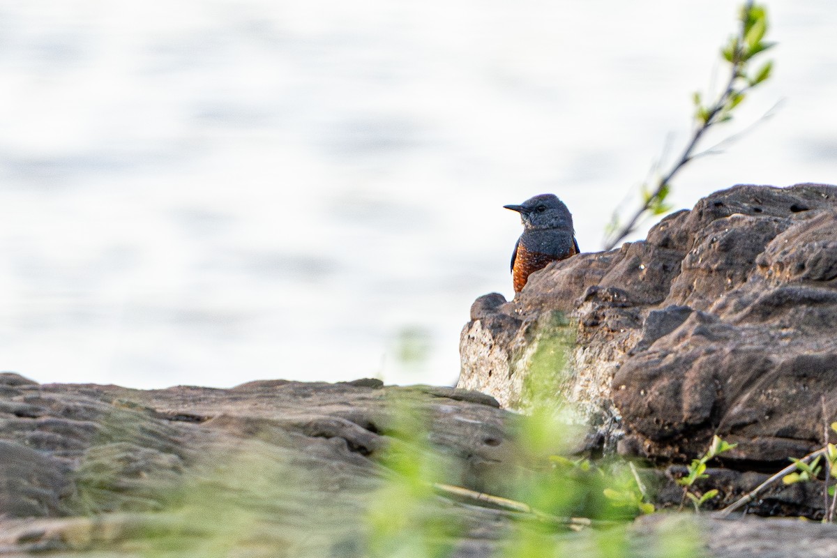 イソヒヨドリ（亜種 イソヒヨドリ） - ML645105196