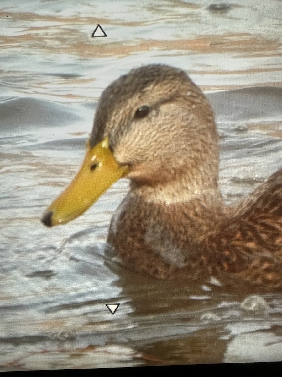 Mexican Duck - ML645105218