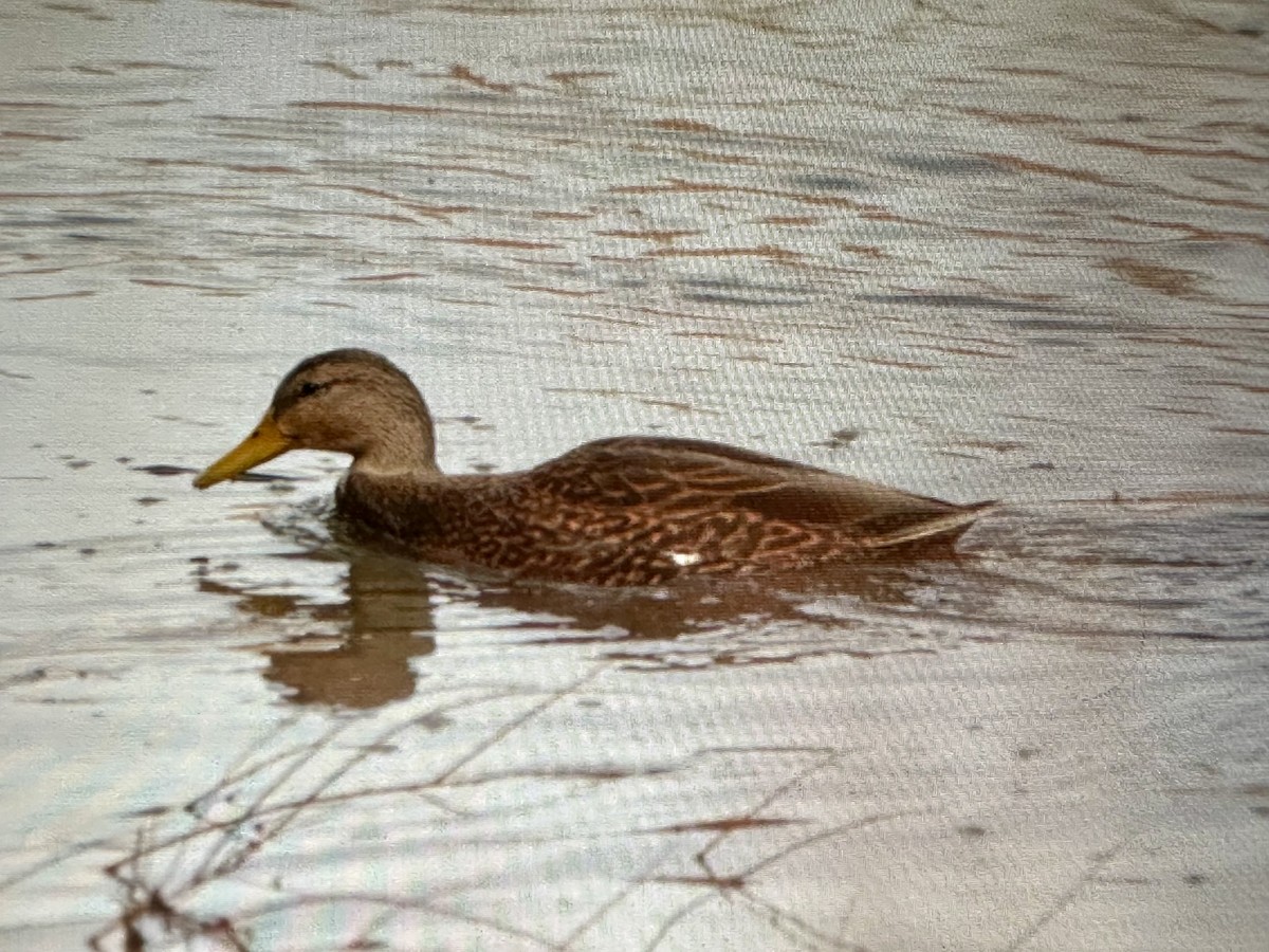 Mexican Duck - ML645105219