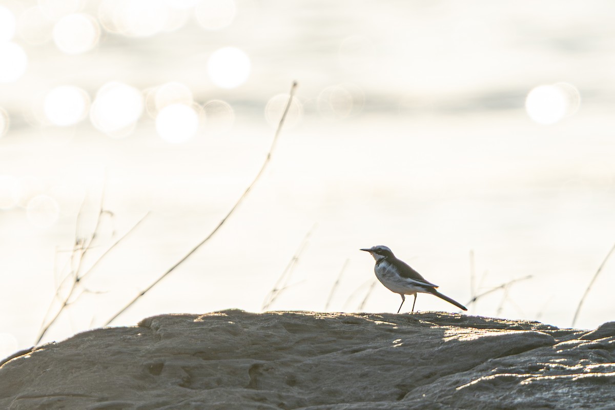 メコンセキレイ - ML645105220