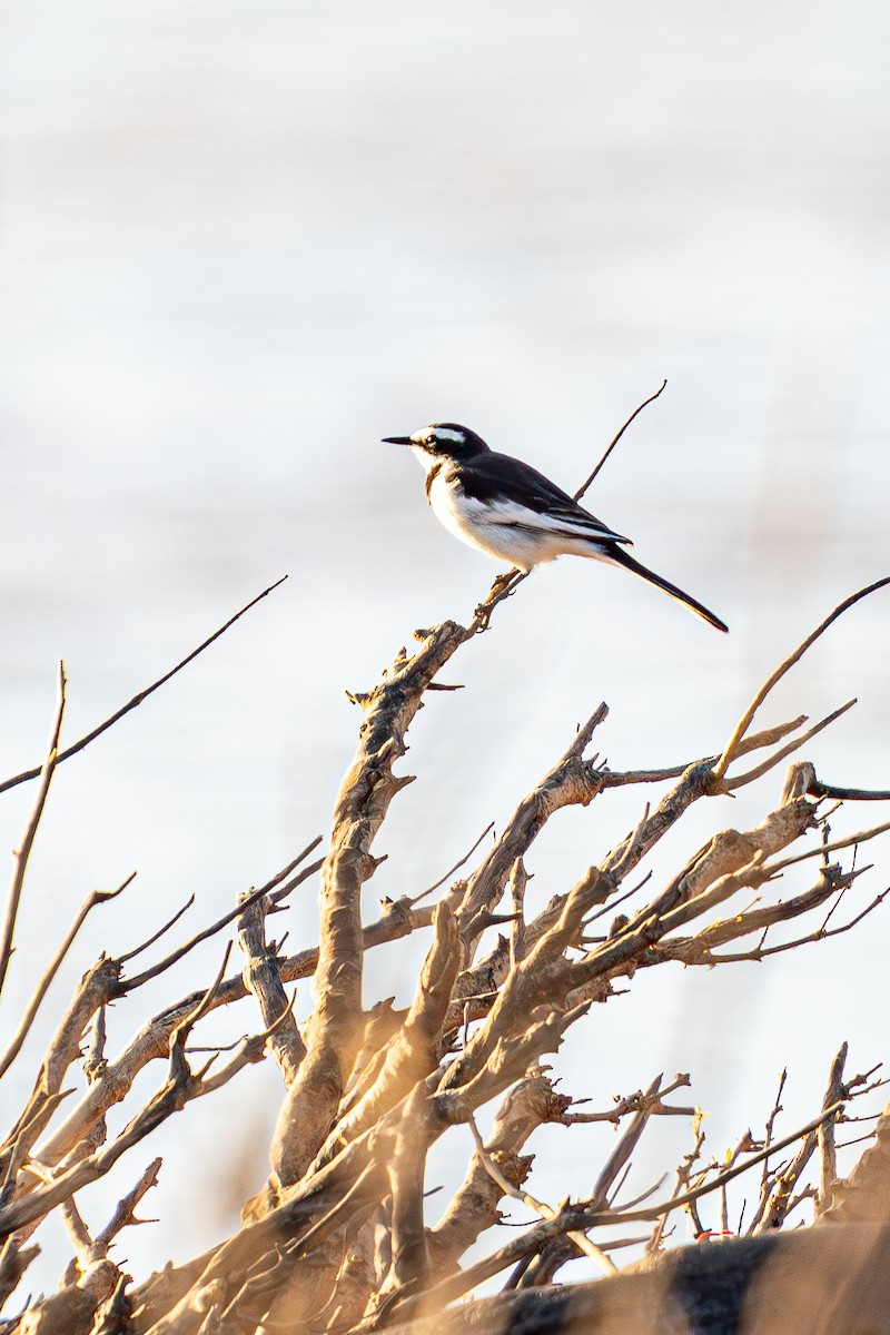 メコンセキレイ - ML645105221