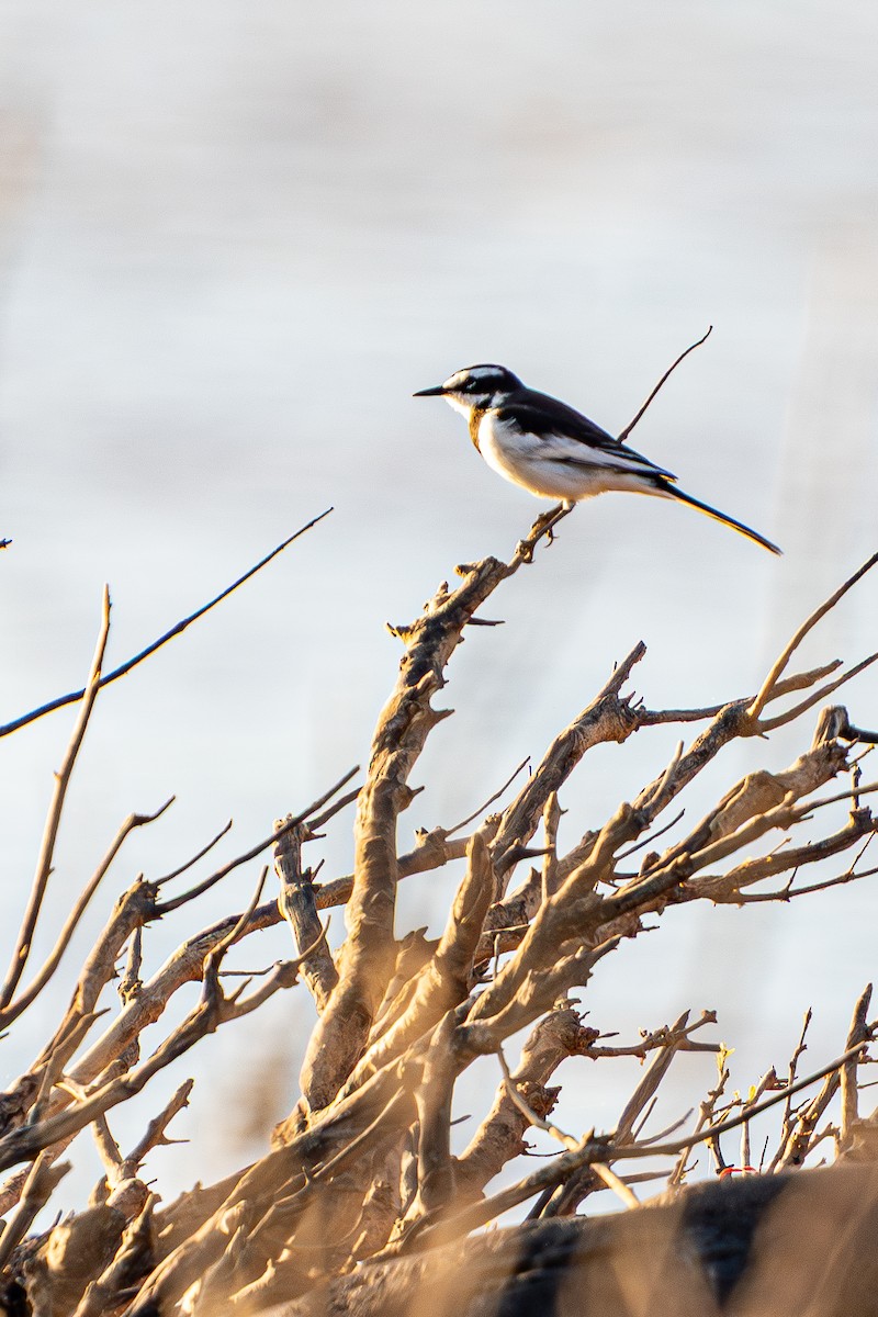 メコンセキレイ - ML645105222