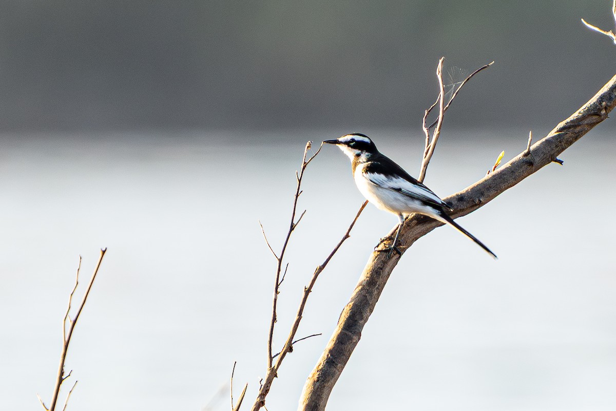 メコンセキレイ - ML645105223