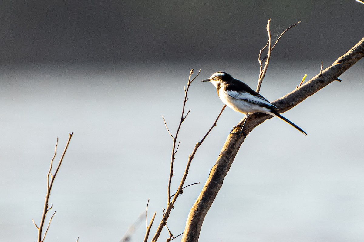 メコンセキレイ - ML645105224