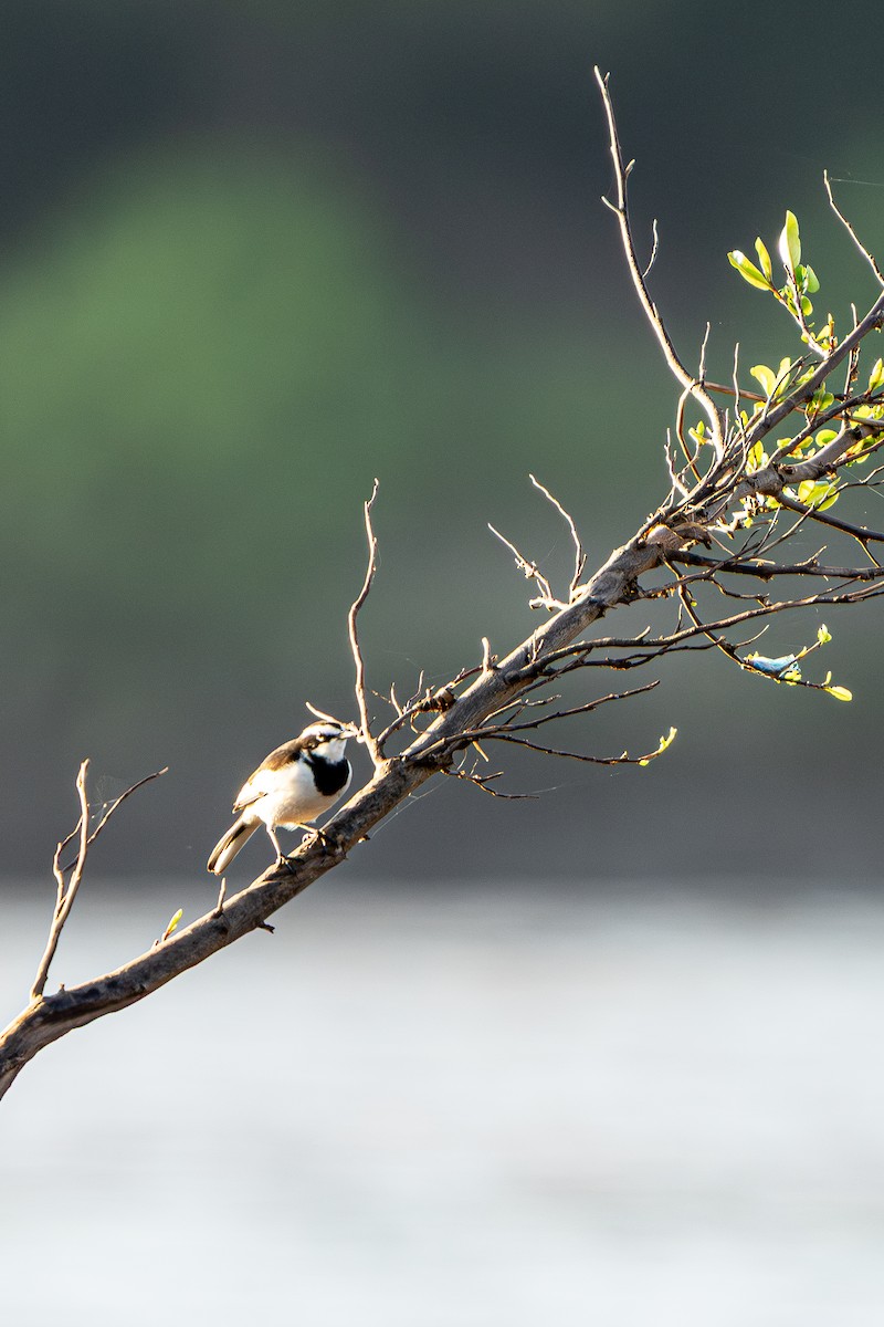 メコンセキレイ - ML645105225