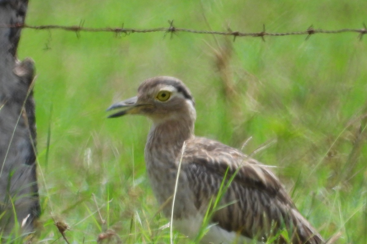 Kaşlı Kocagöz - ML645105234