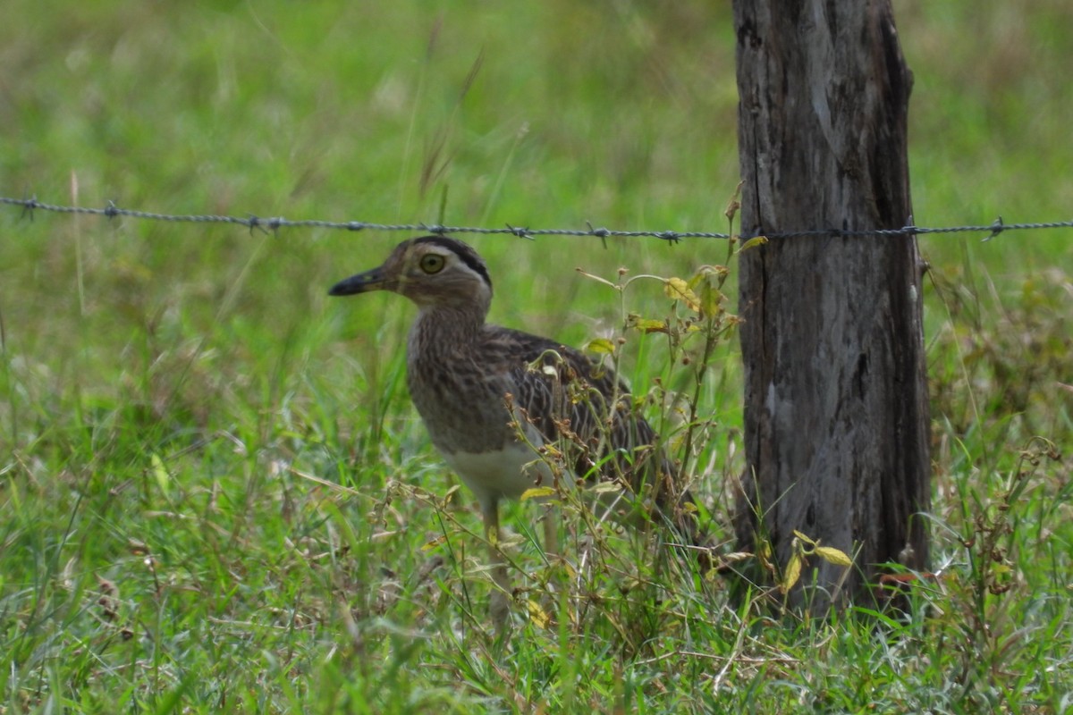 Kaşlı Kocagöz - ML645105235