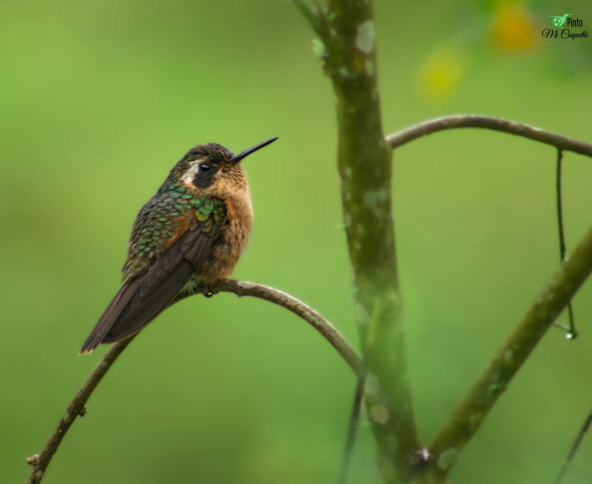 Speckled Hummingbird - ML645105237