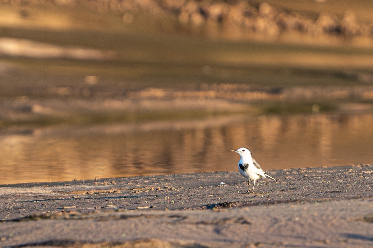 ハクセキレイ - ML645105246