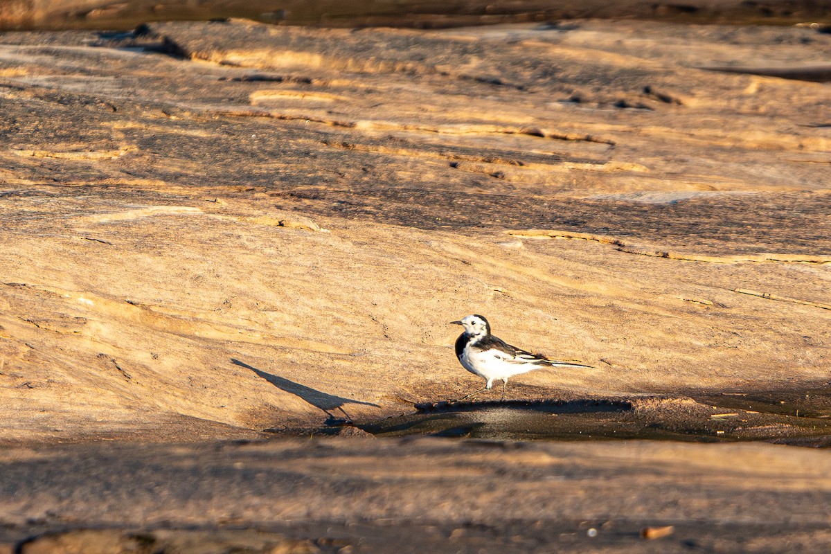 ハクセキレイ - ML645105247