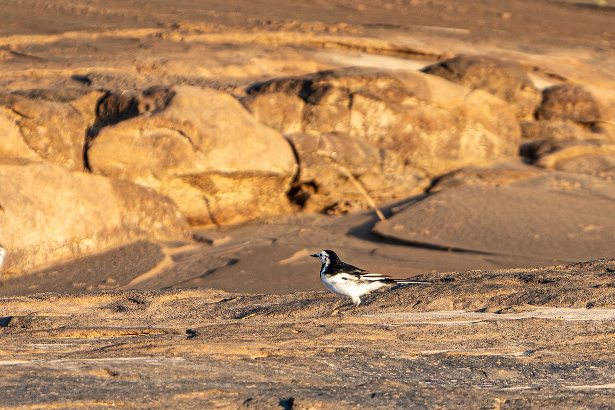 ハクセキレイ - ML645105248