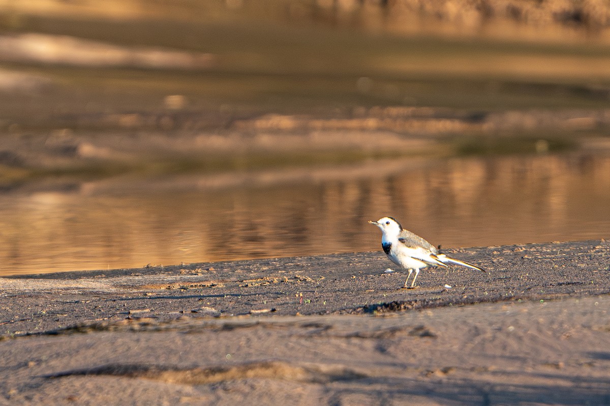 ハクセキレイ - ML645105249