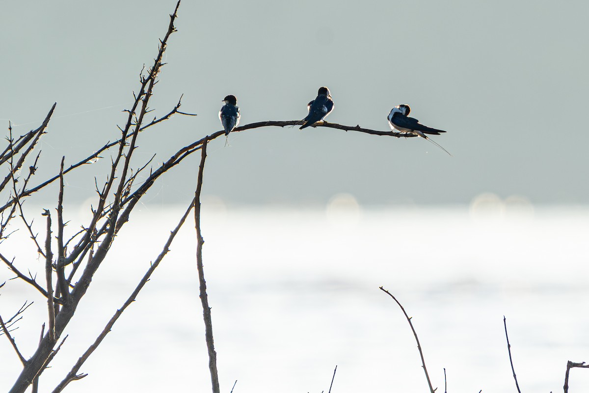 ハリオツバメ - ML645105264