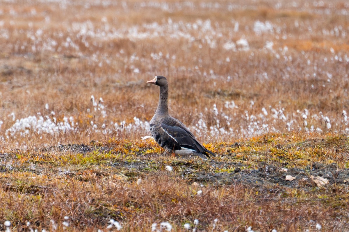 Greater White-fronted Goose - ML645105299