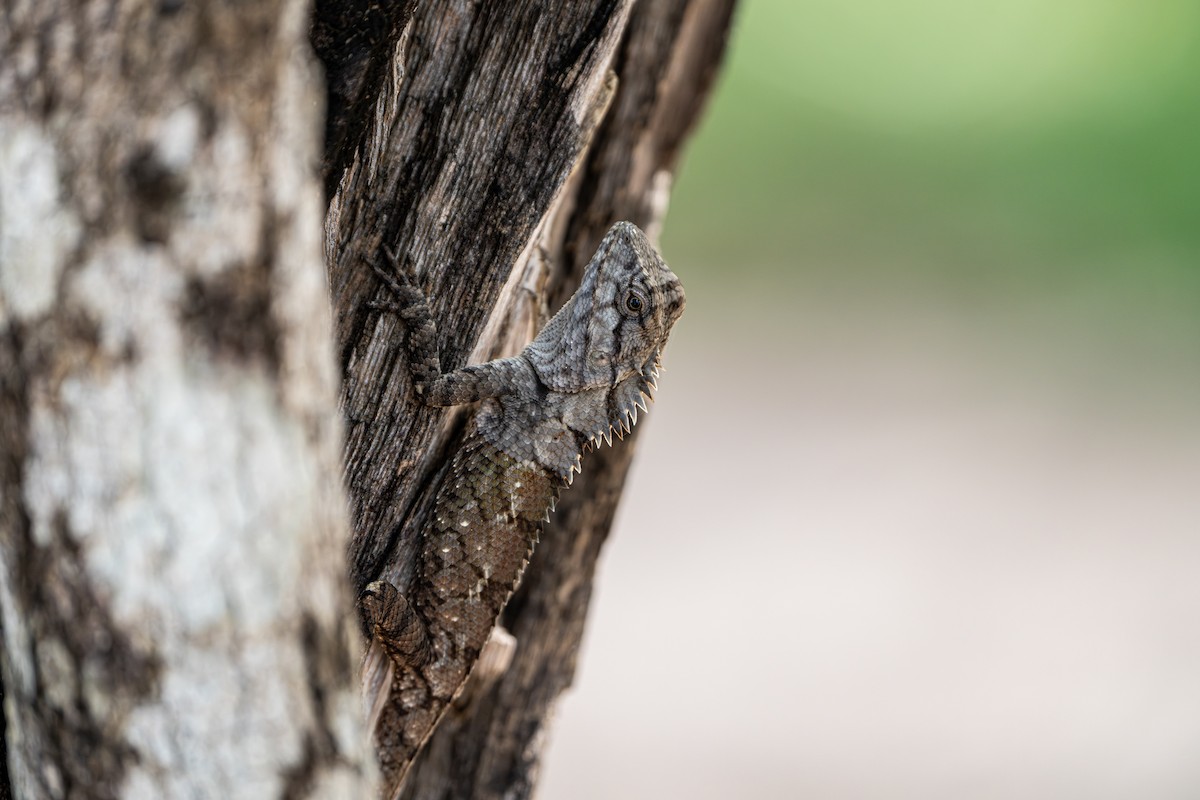 動物界 - ML645105304