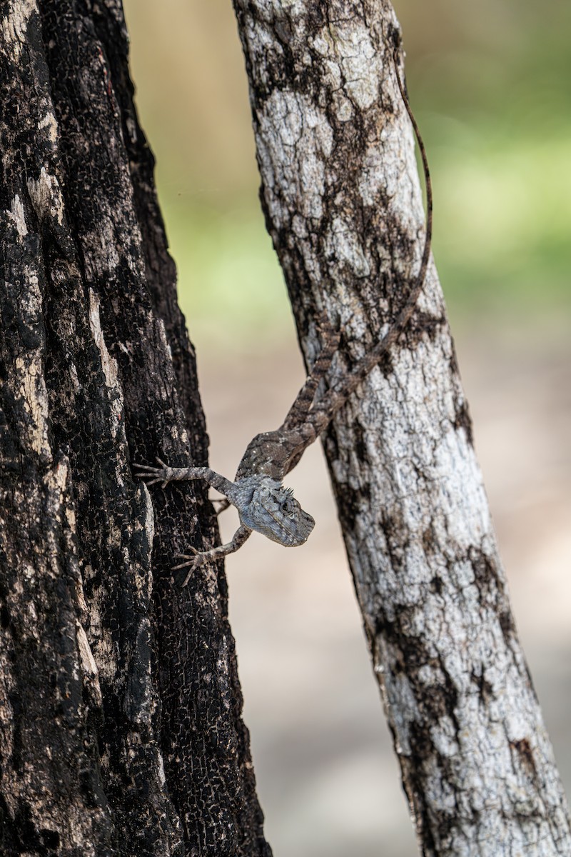 動物界 - ML645105305