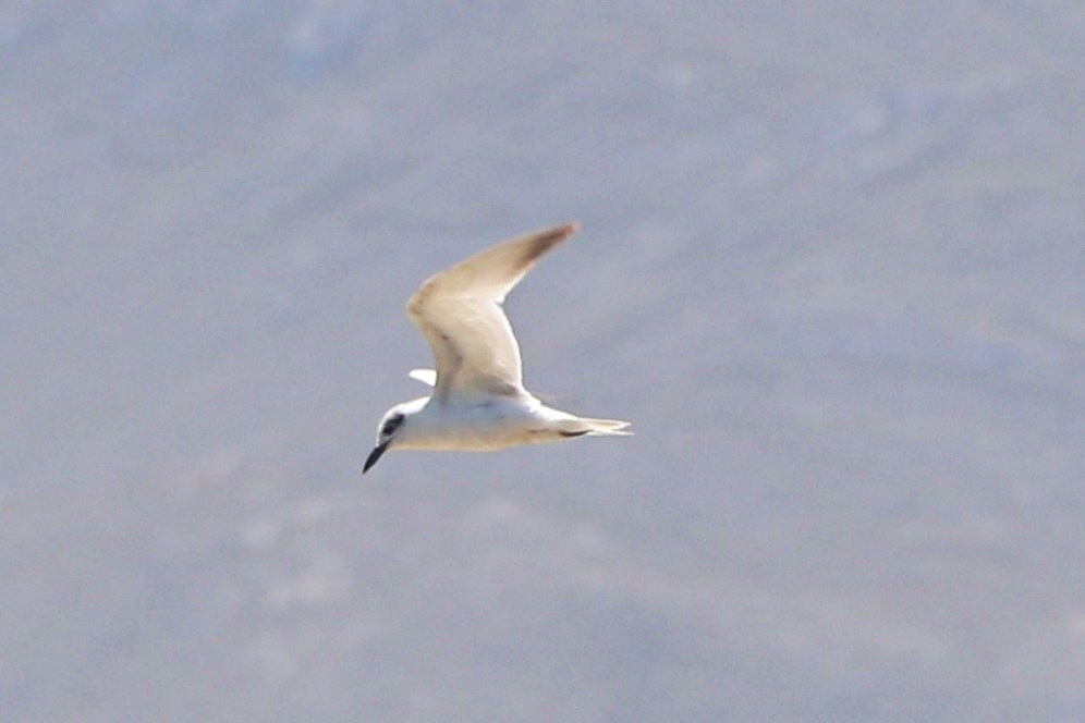 Gull-billed Tern - ML645105307