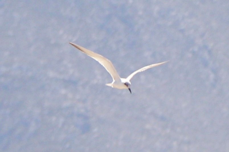 Gull-billed Tern - ML645105308