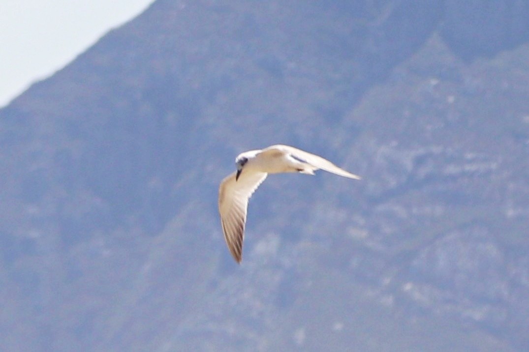 Gull-billed Tern - ML645105309