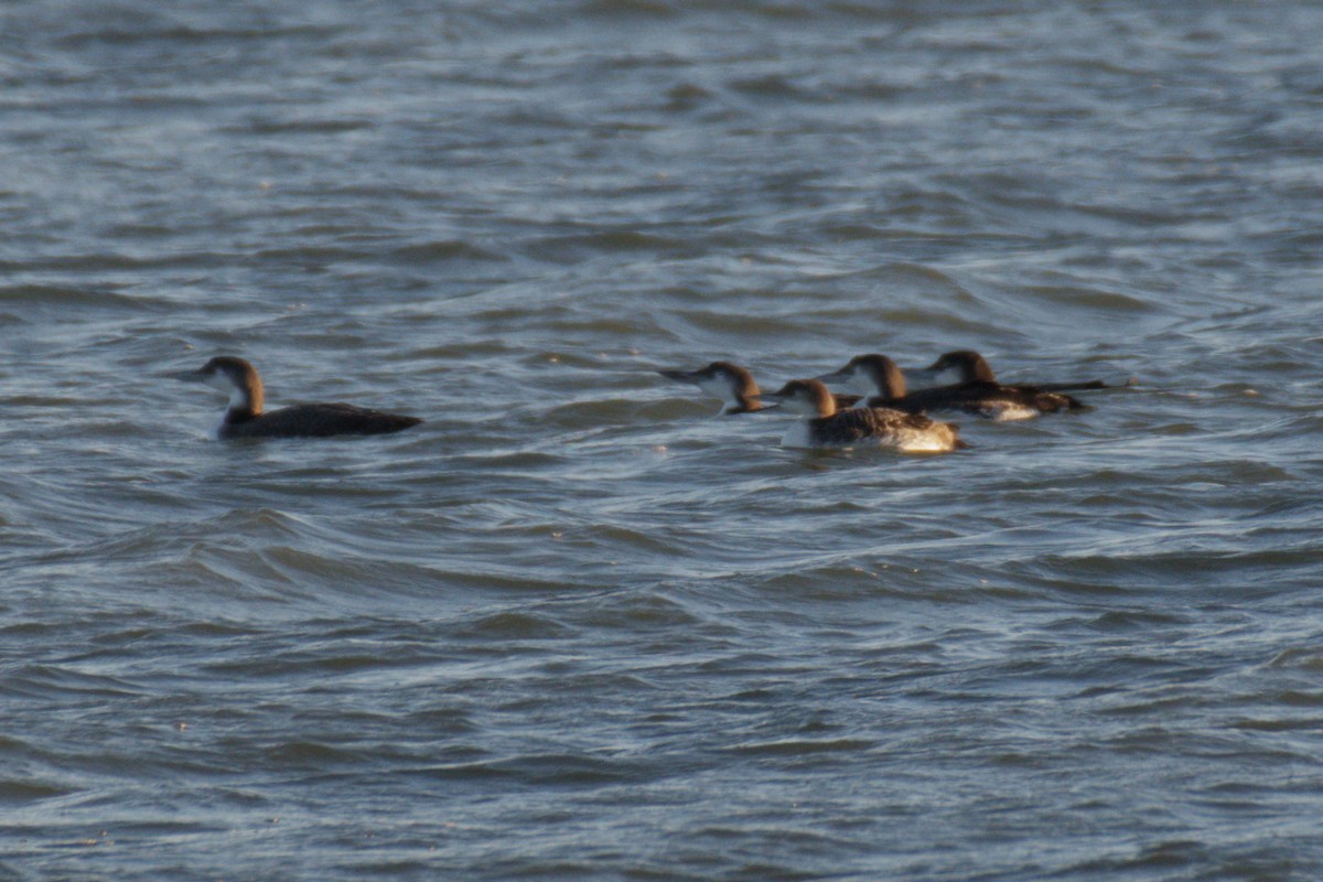 Common Loon - ML645105312
