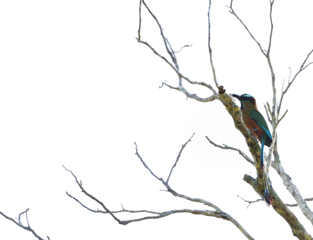 Момот рудочеревий - ML645105317