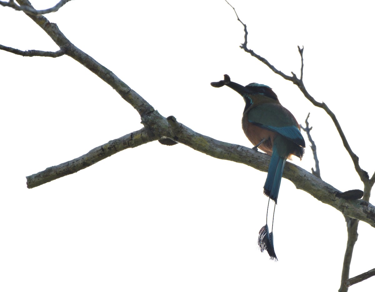 Момот рудочеревий - ML645105318