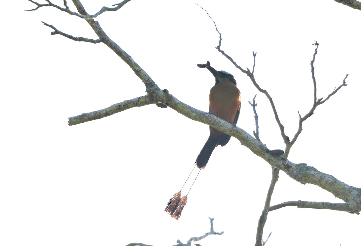 Момот рудочеревий - ML645105319