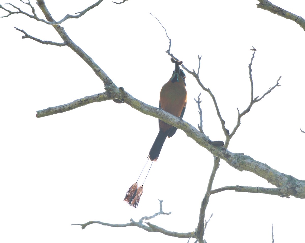 Момот рудочеревий - ML645105320