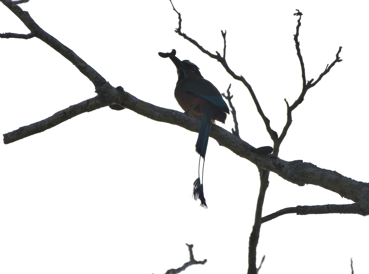 Момот рудочеревий - ML645105321