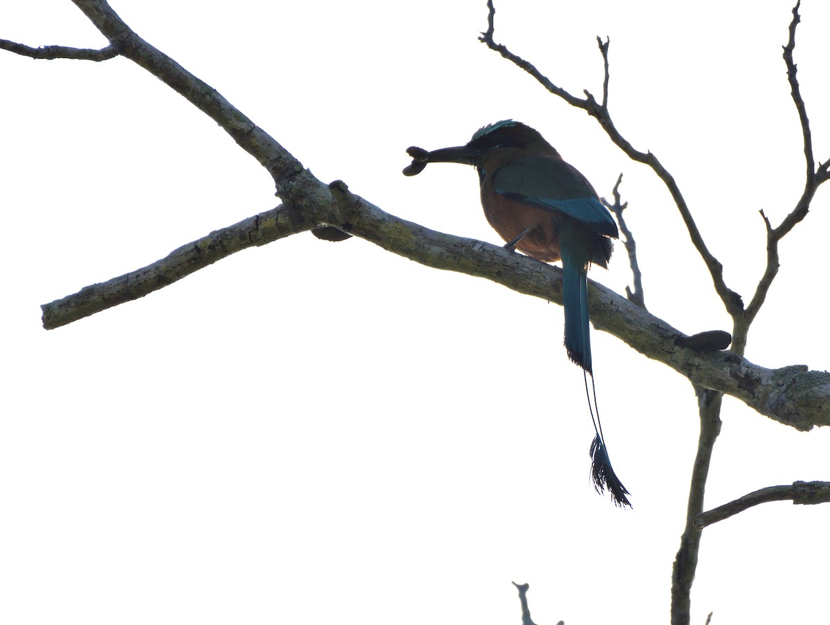 Момот рудочеревий - ML645105322