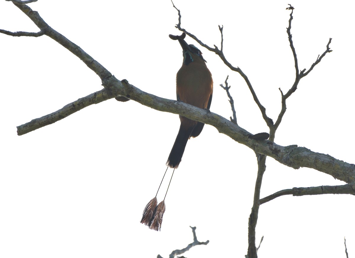 Момот рудочеревий - ML645105323