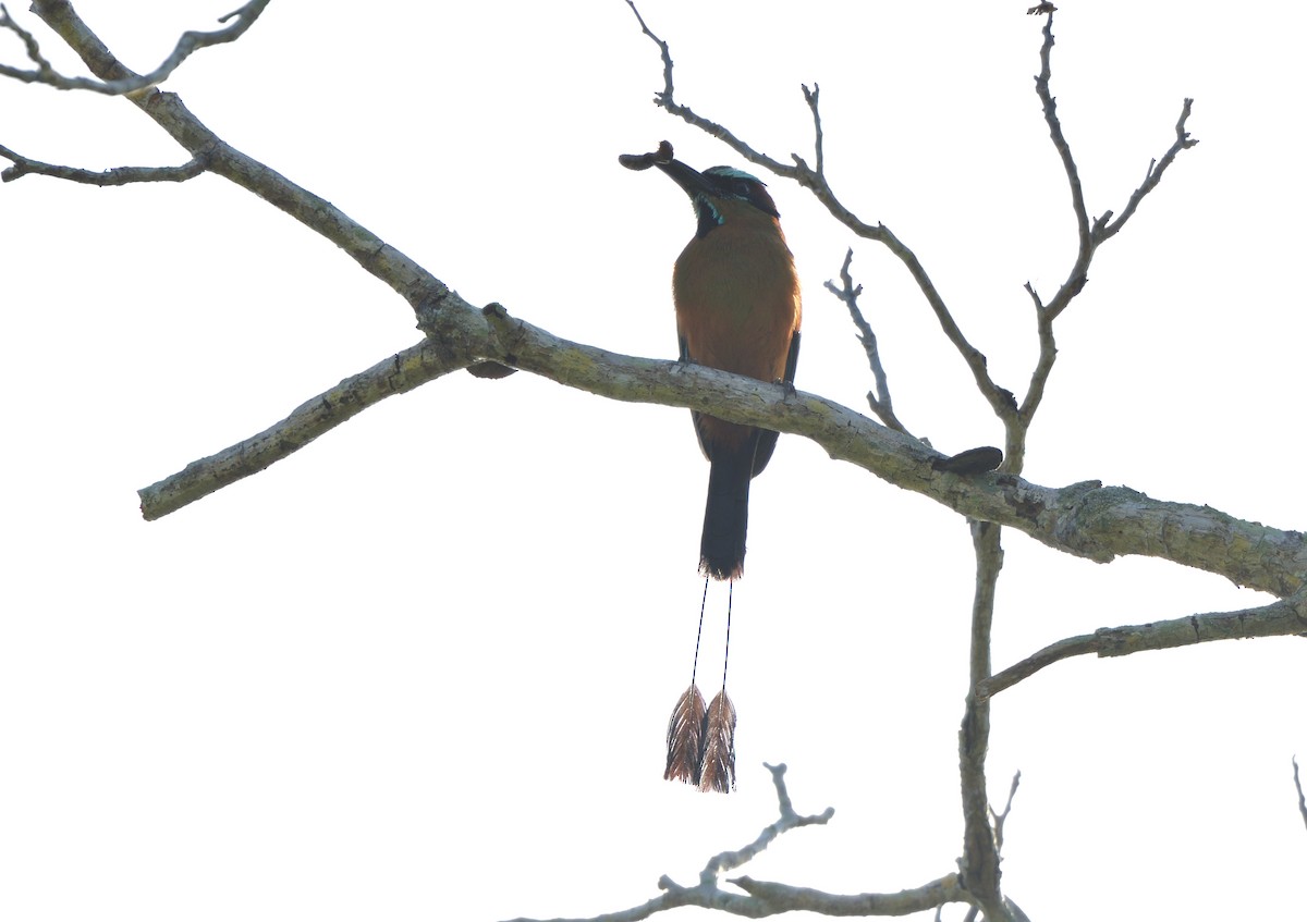 Момот рудочеревий - ML645105325