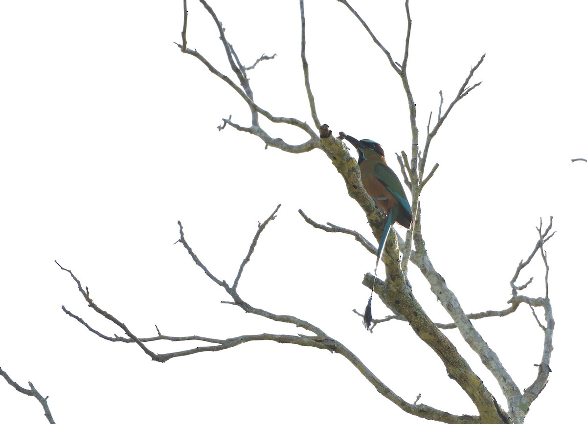 Момот рудочеревий - ML645105326