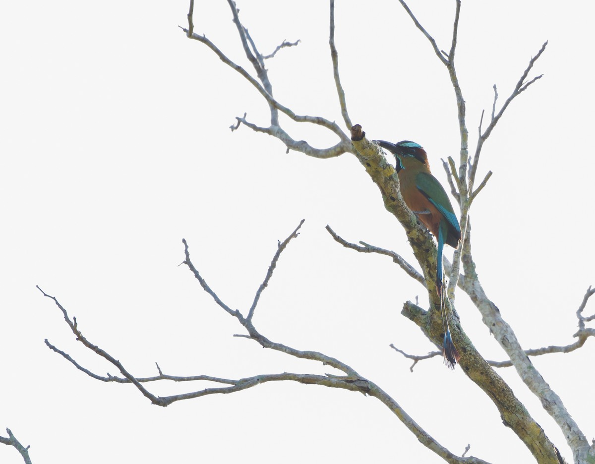 Момот рудочеревий - ML645105327