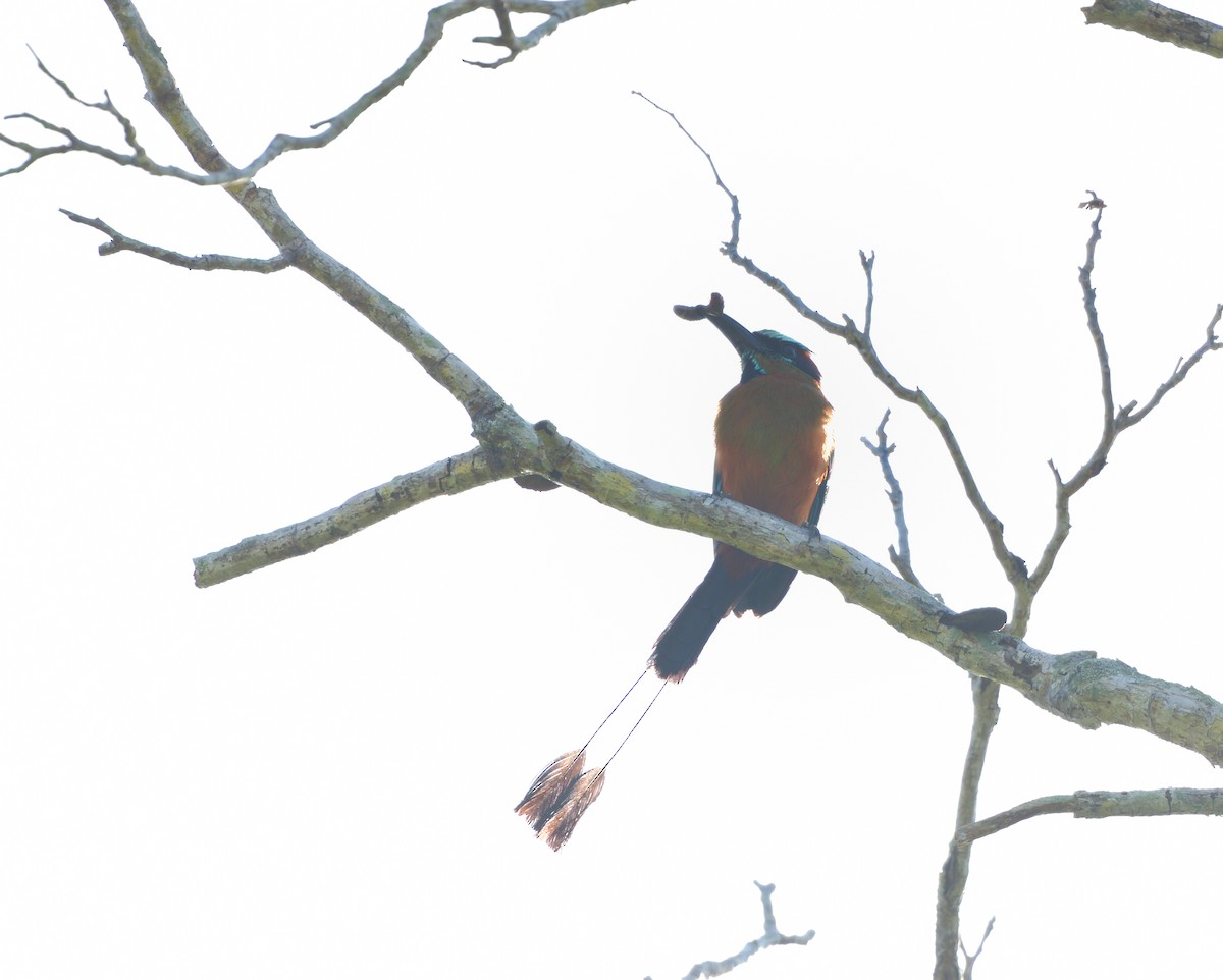 Момот рудочеревий - ML645105328