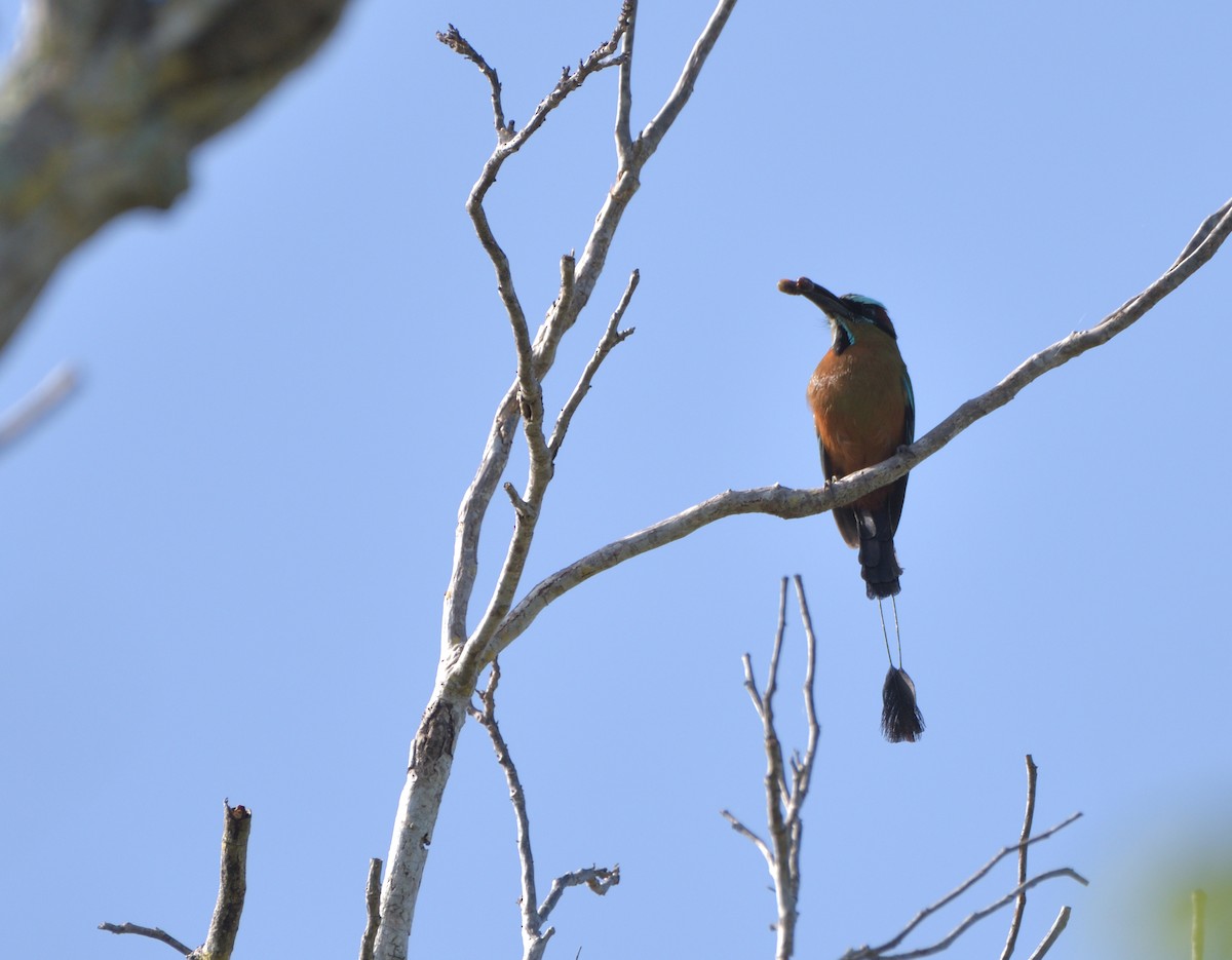 Момот рудочеревий - ML645105329